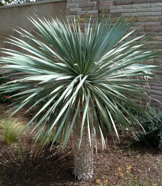 Nolina nelsonii